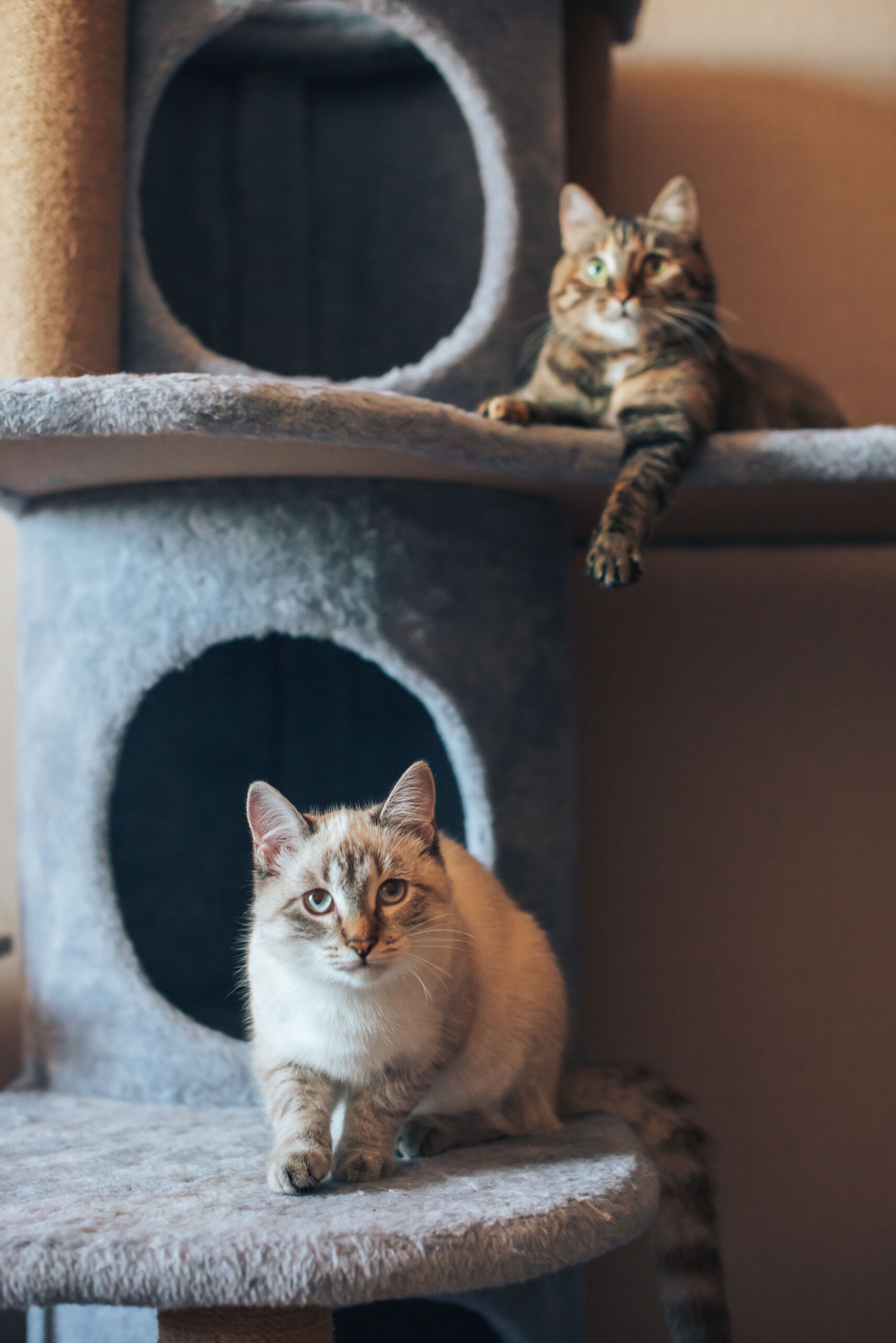 Two cats enjoying a multi-level grey cat tree with soft platforms, condos, and sisal scratching posts.